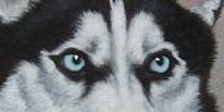 HuskyWear's profile banner image