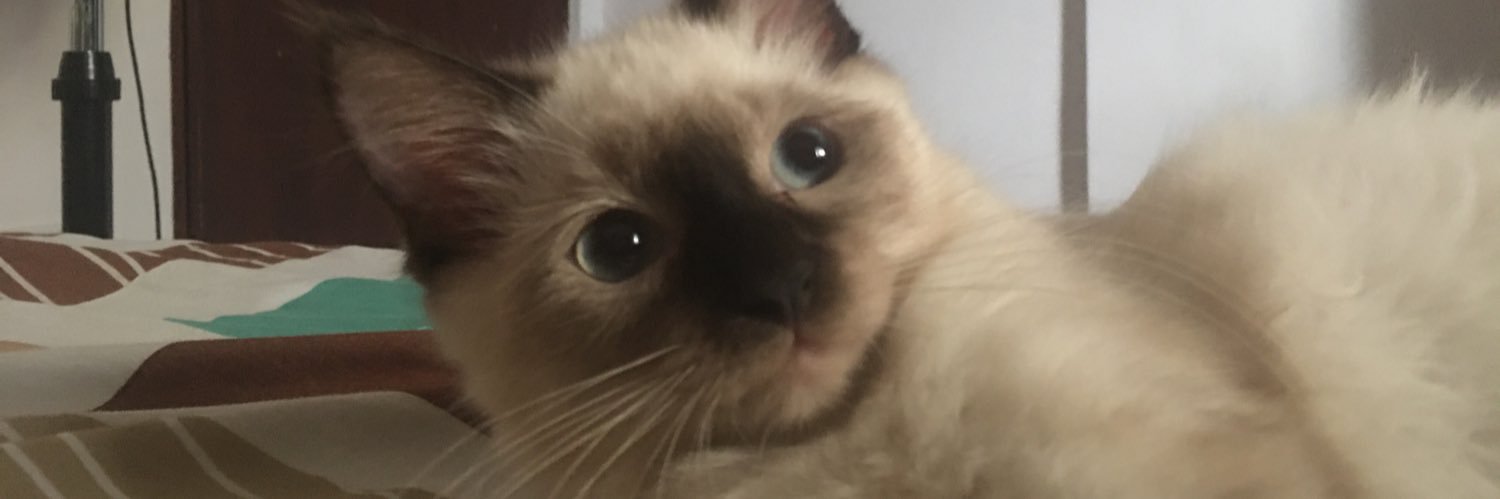 mszam_'s profile banner image