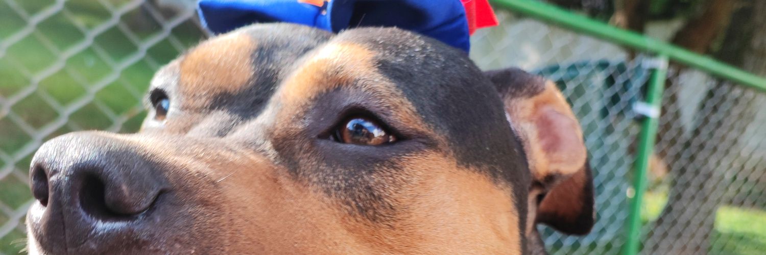 sra_moraess's profile banner image