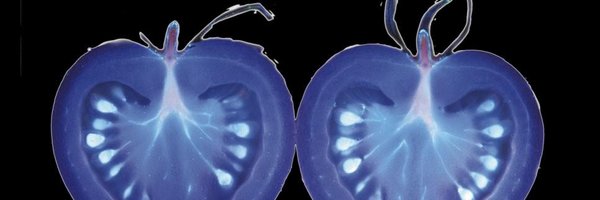 WarwickPlantSci Profile Banner