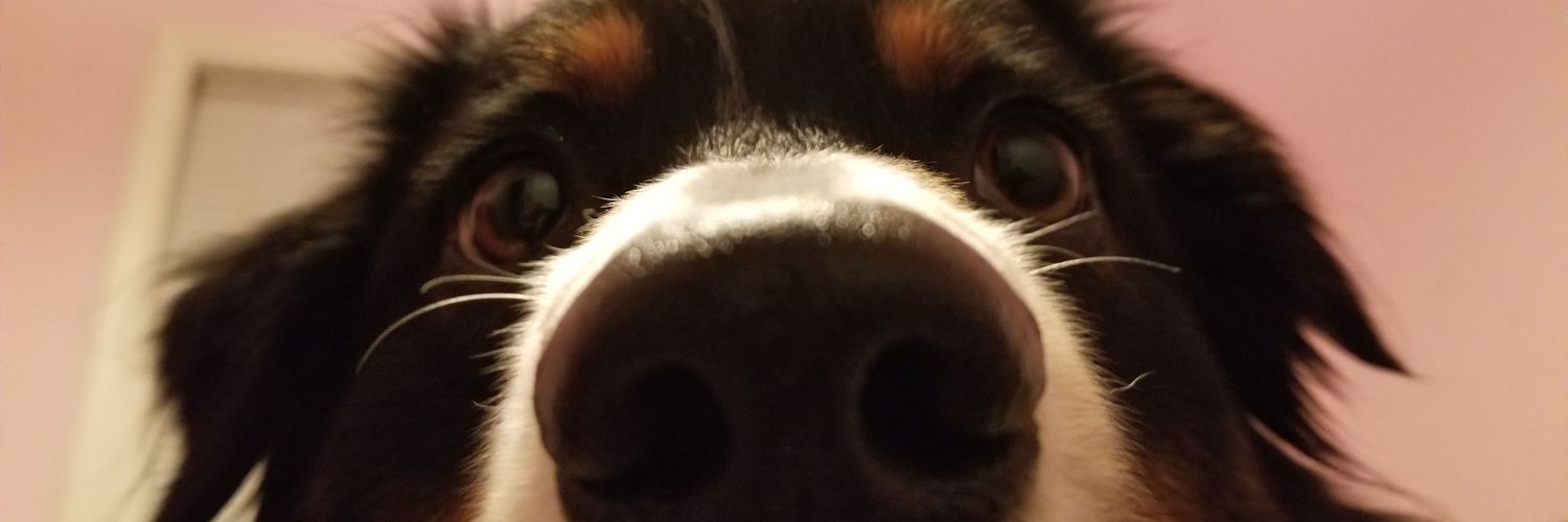 Bullwon's profile banner image