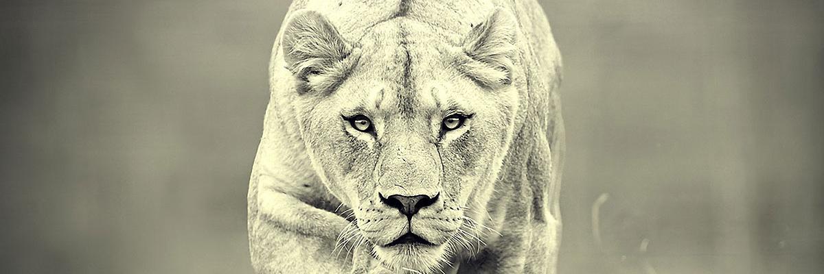 cintasjr's profile banner image