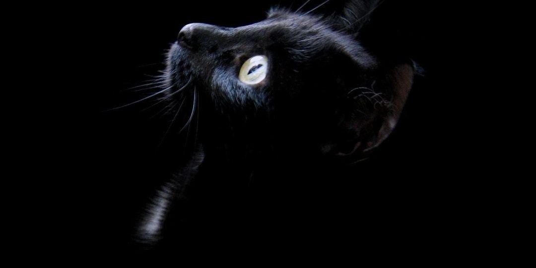 cxzarott's profile banner image