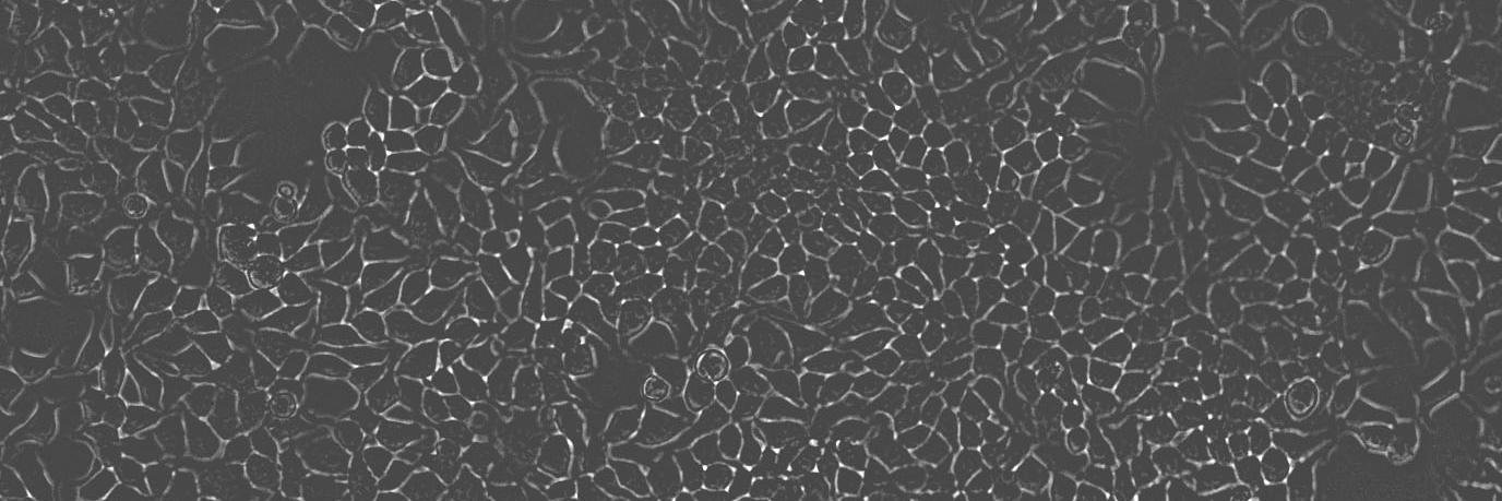 Dustin Lab banner