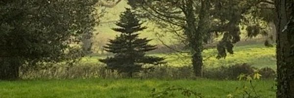 Boz_law Profile Banner