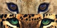 NinZatFC's profile banner image