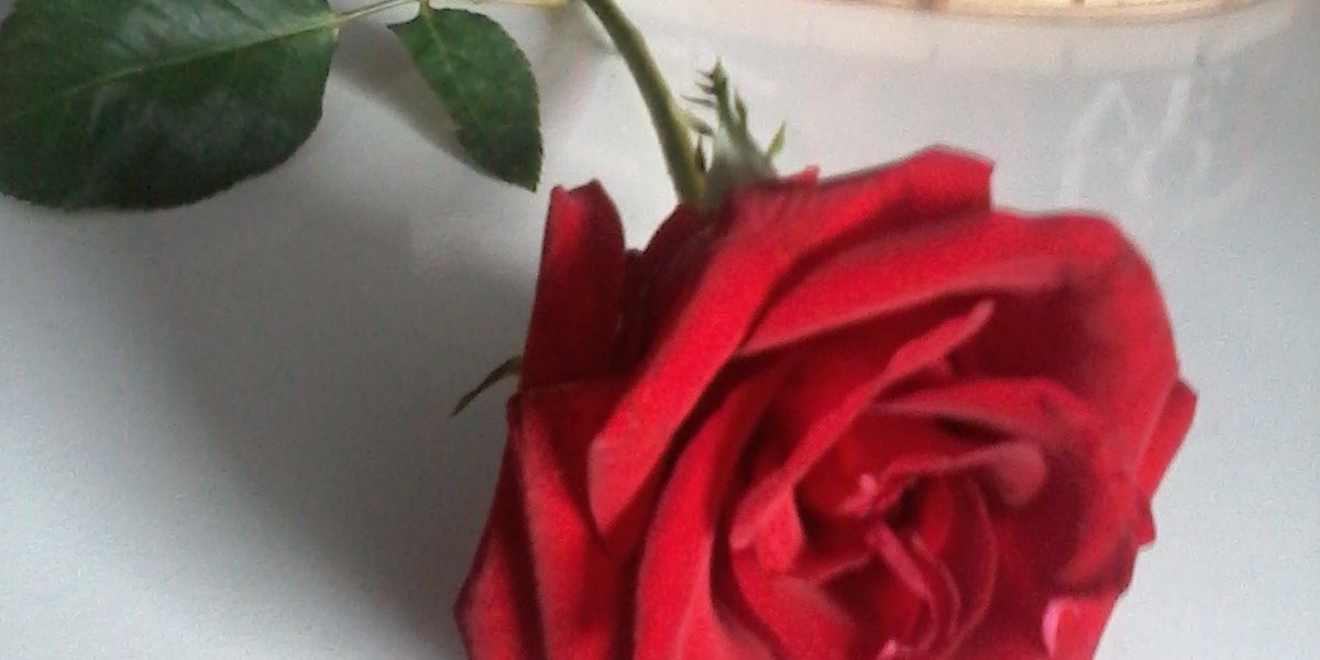 yara_thina's profile banner image