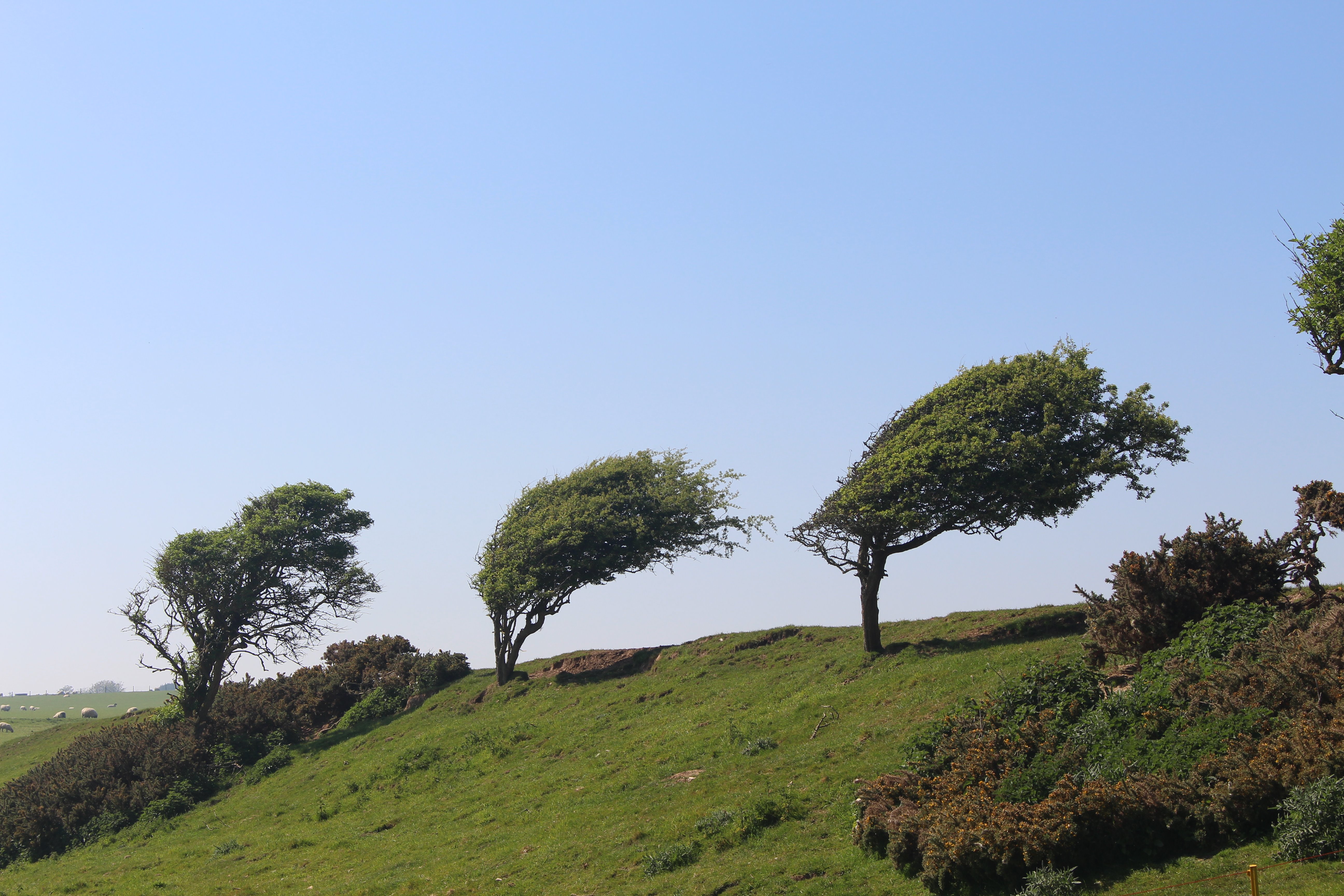 William Blake banner