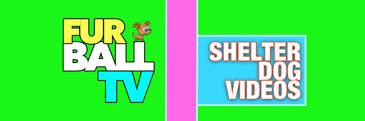 Furball TV banner