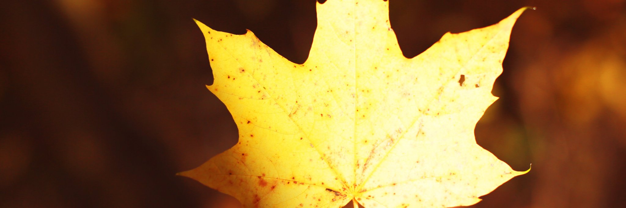 Chafiz Chamet banner