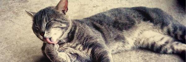 verocks Profile Banner