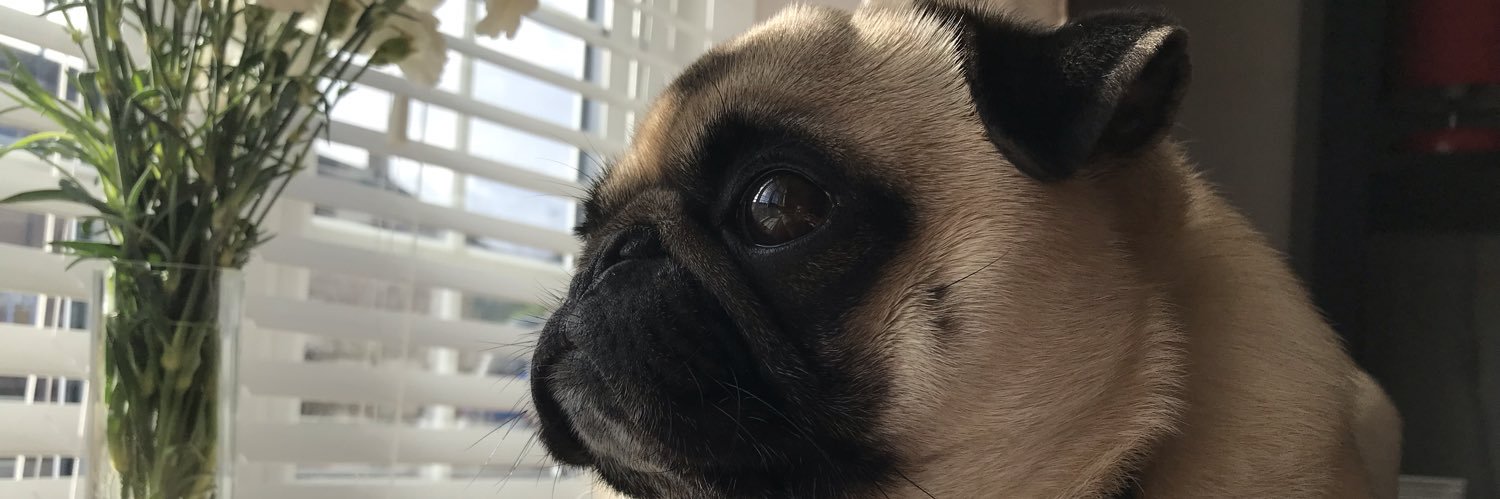 AlyceeRobinson's profile banner image