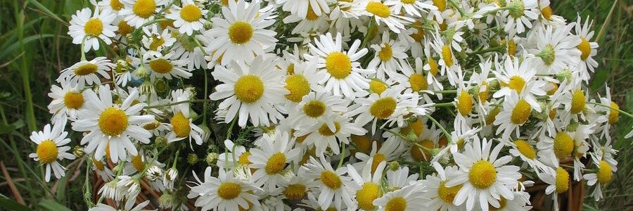 aras407's profile banner image