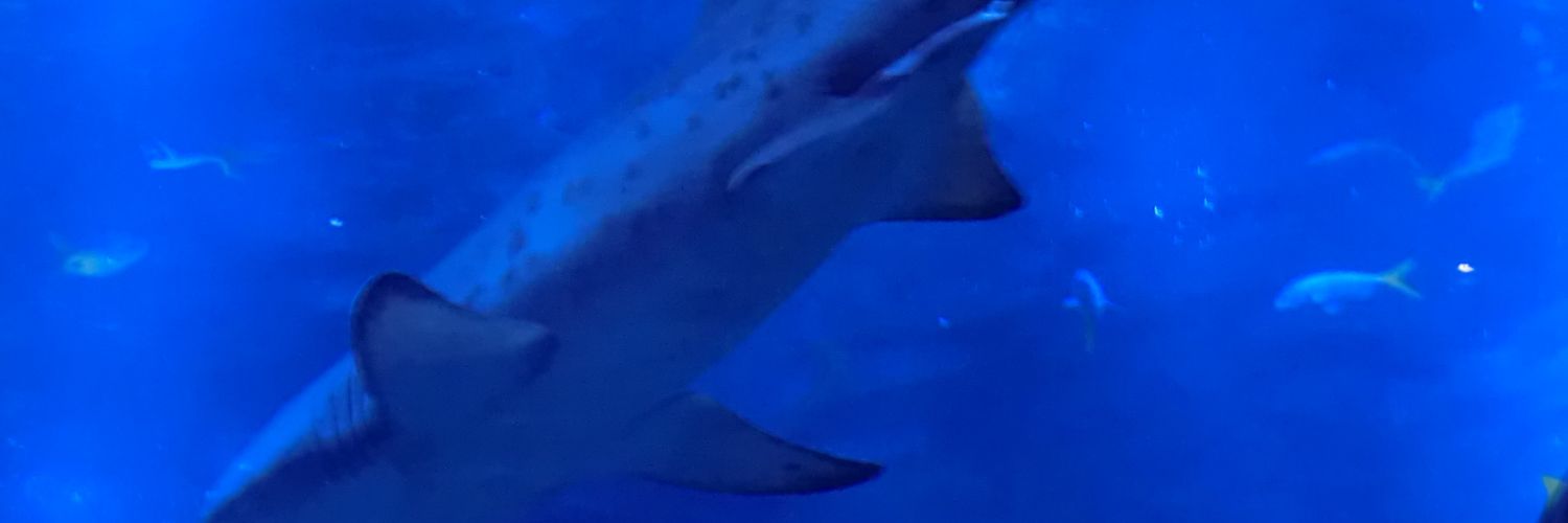 JackNo229's profile banner image
