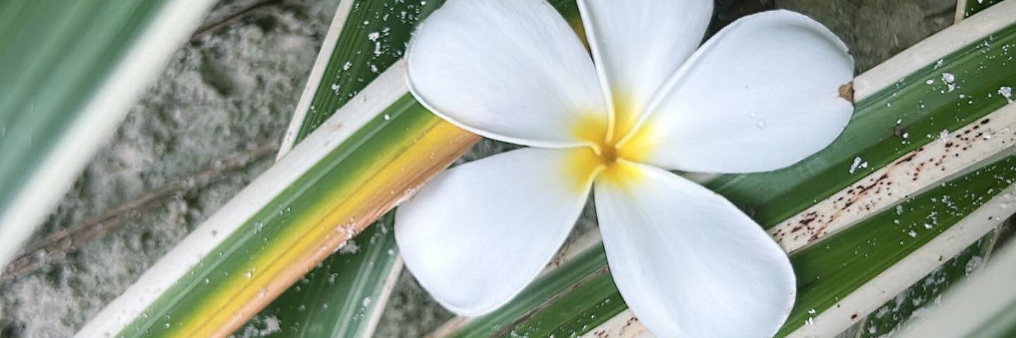 alexia_rmvl's profile banner image