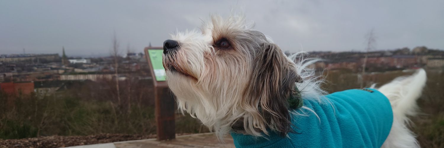 pie and beans QC 🇨🇲 banner