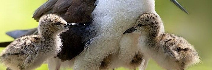 Kung banner