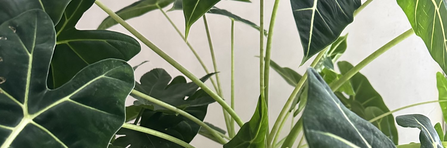auriolait's profile banner image
