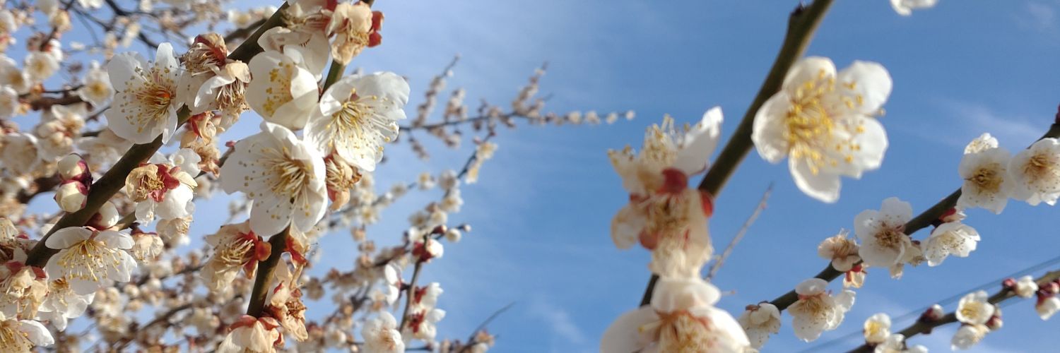 kenkentosora's profile banner image