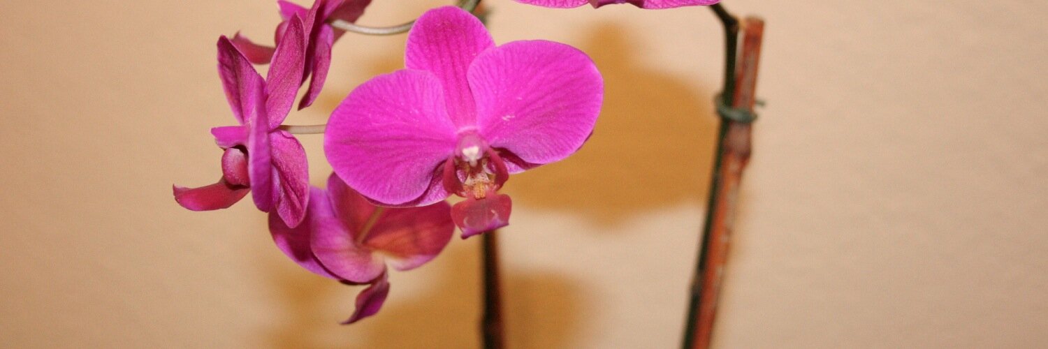 manchdressing's profile banner image