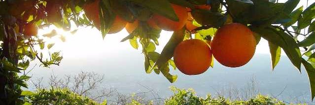 Rulaborelli's profile banner image