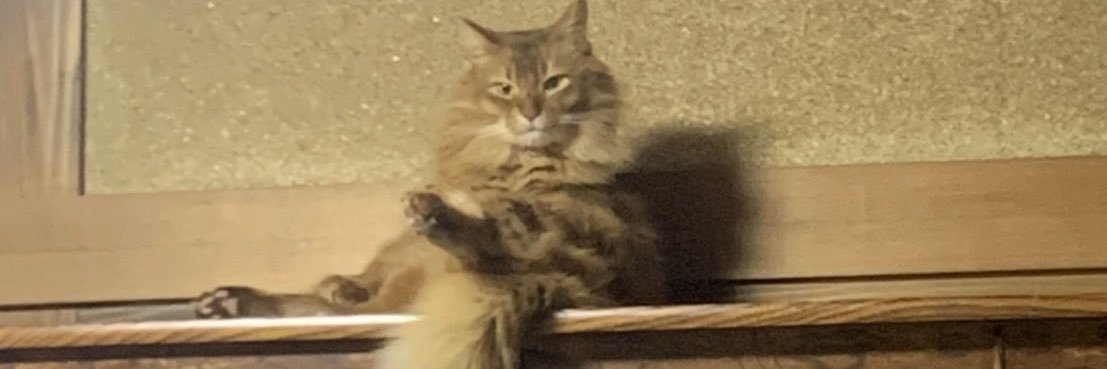 oi_yoshi's profile banner image