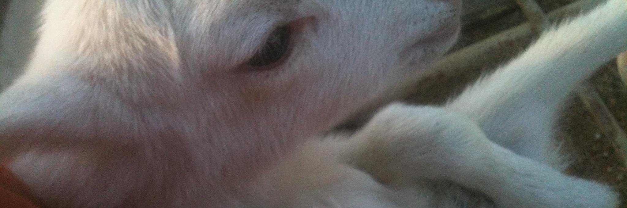 Thomas Hardling banner