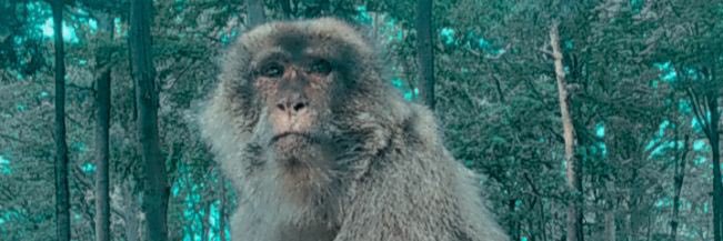 comandosnorabo's profile banner image