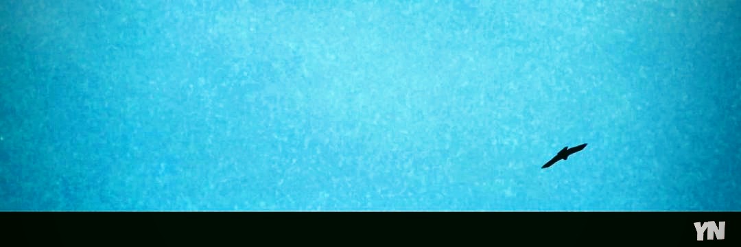 *bluebyrd* banner