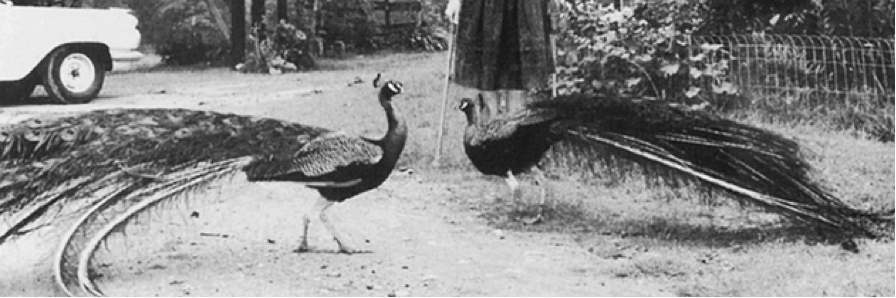 flanneryoconnor's profile banner image