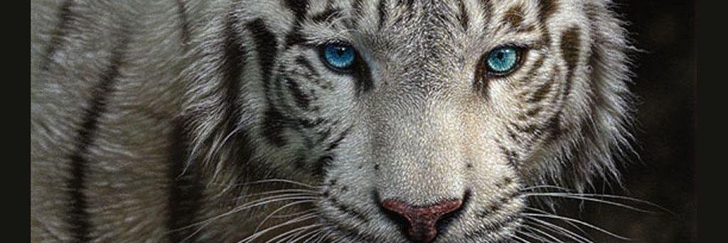 PineApfelsoft's profile banner image