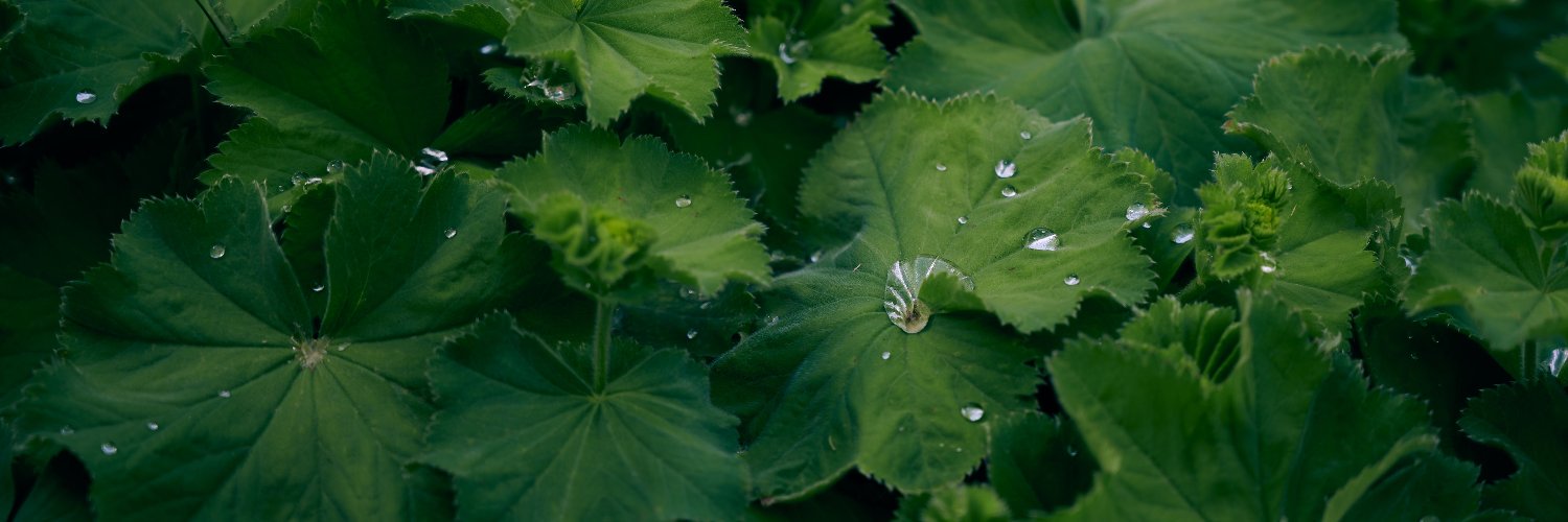 owlightylight's profile banner image