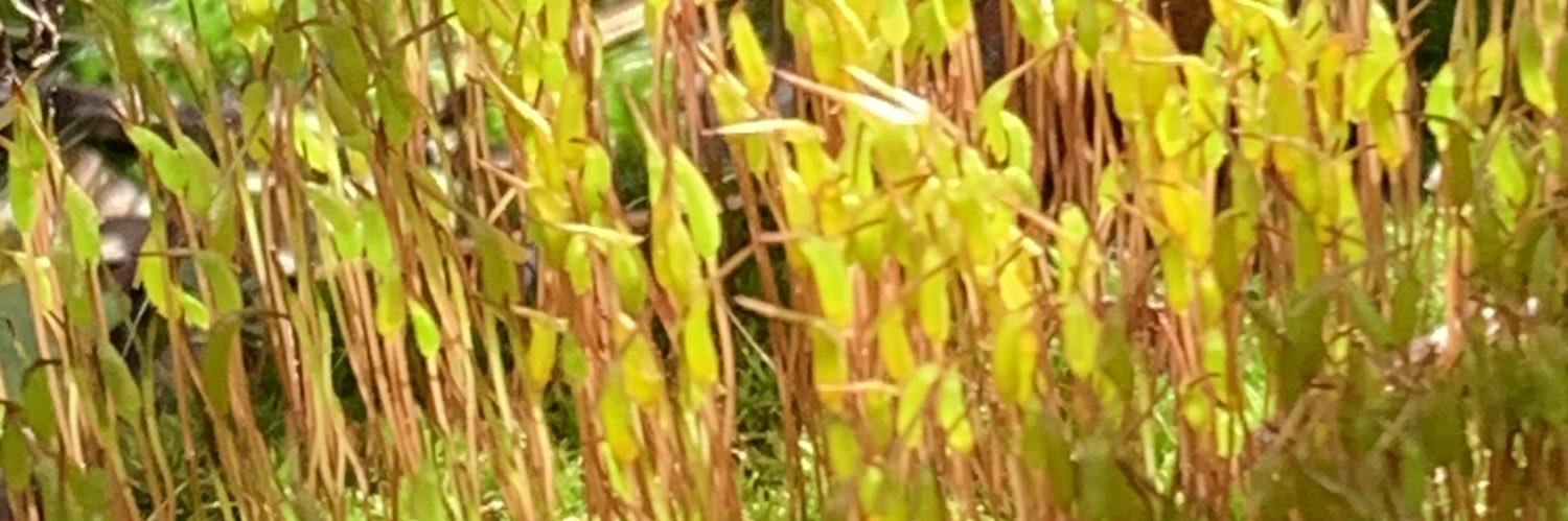 green_mariko's profile banner image