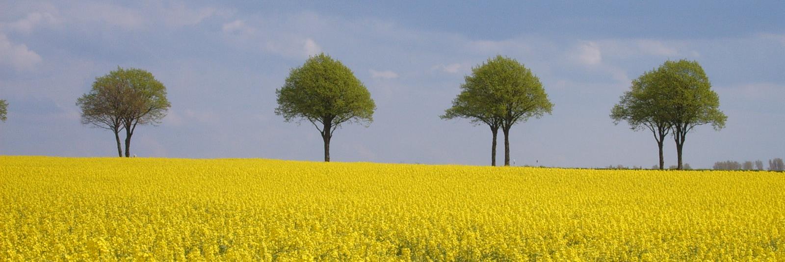 DrPeterSchmidt banner