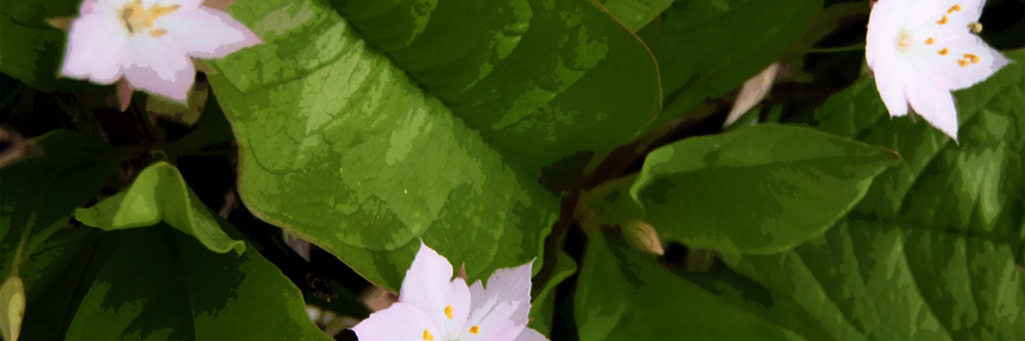 MishaPeep's profile banner image