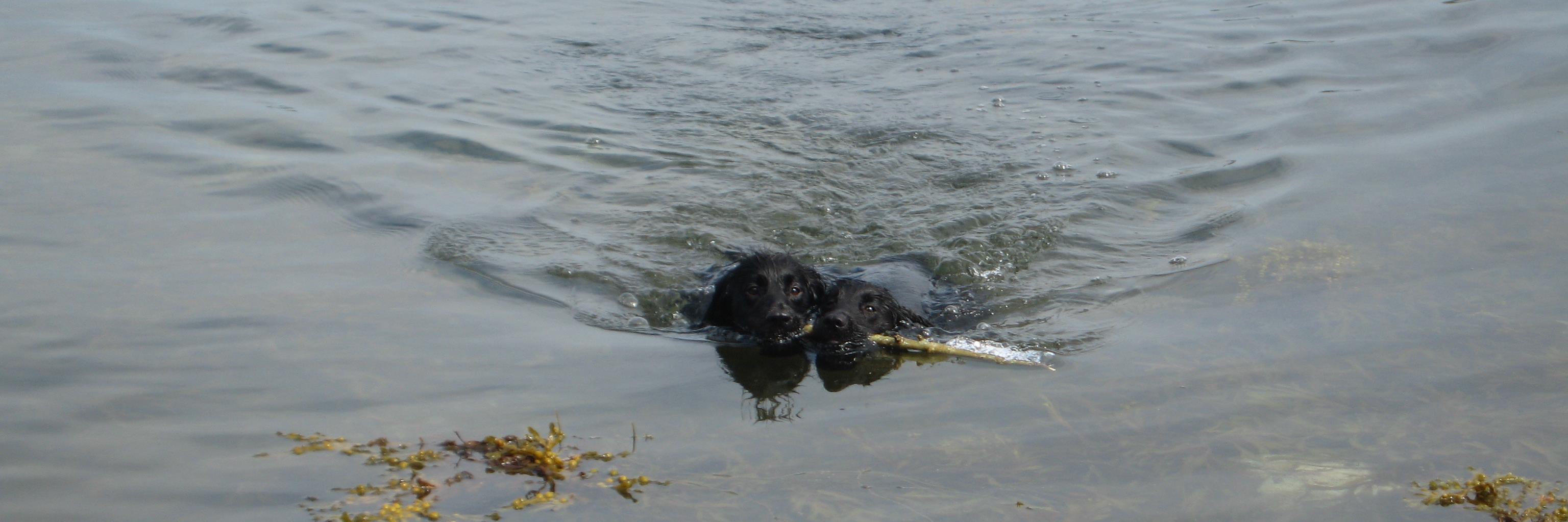 BGundogs's profile banner image