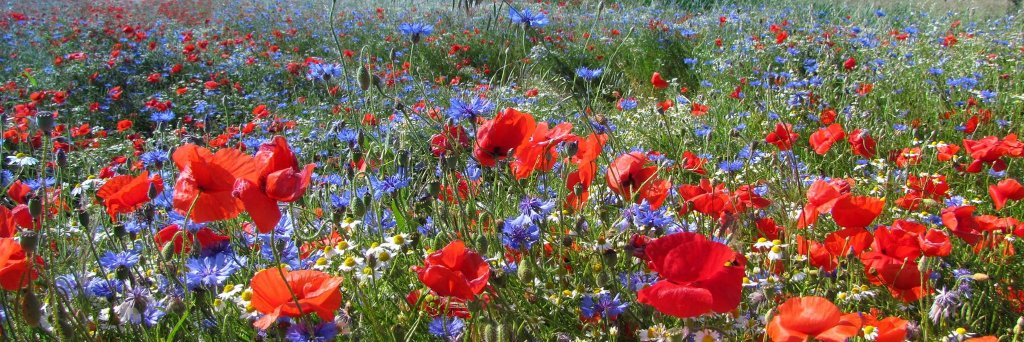 Mooiste foto van NL banner