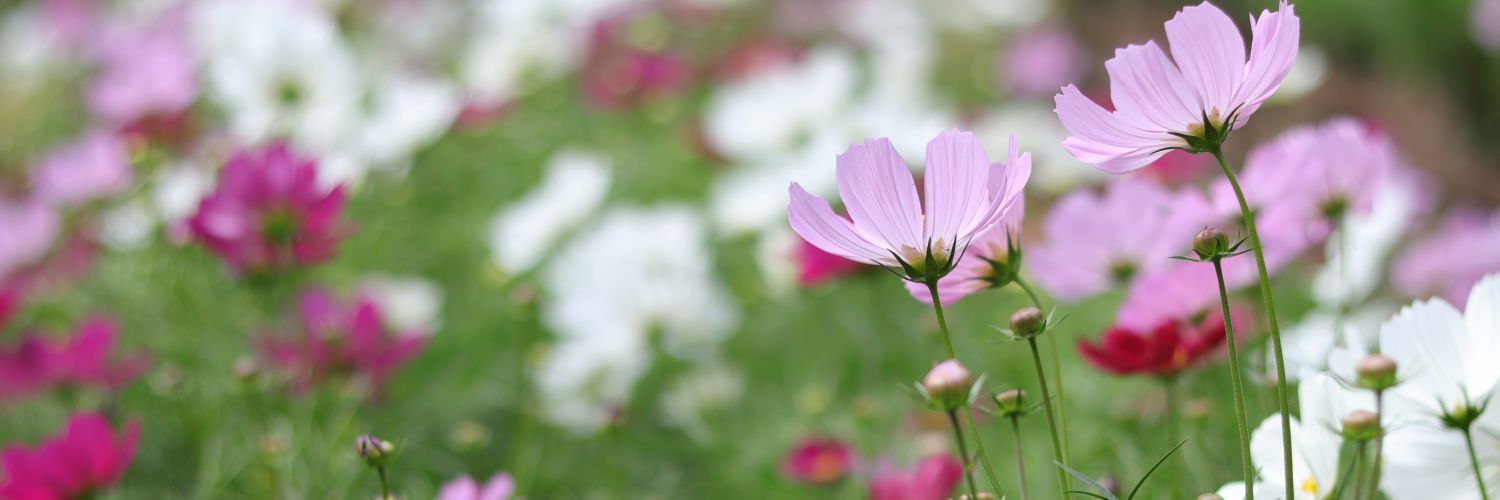 okua_yy's profile banner image