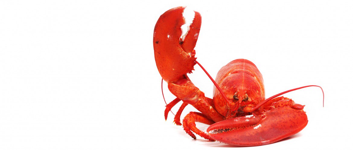 PrettyPictou's profile banner image