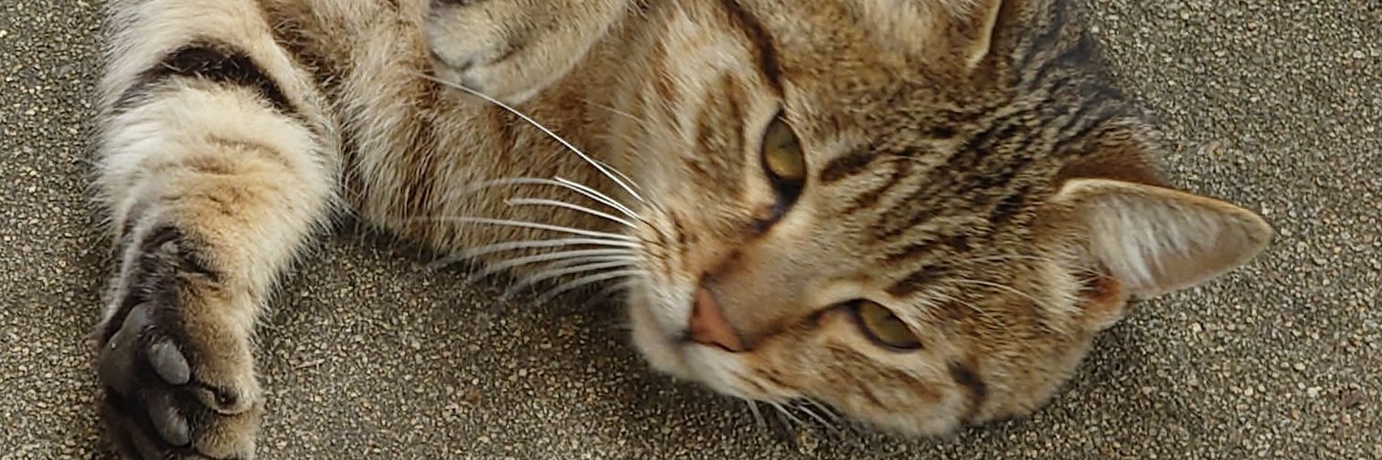 Lemon_enagy's profile banner image