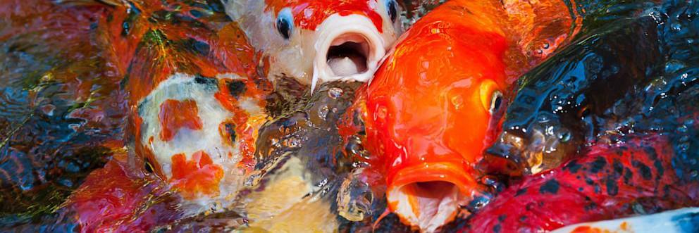 SelfDrivingCarp's profile banner image