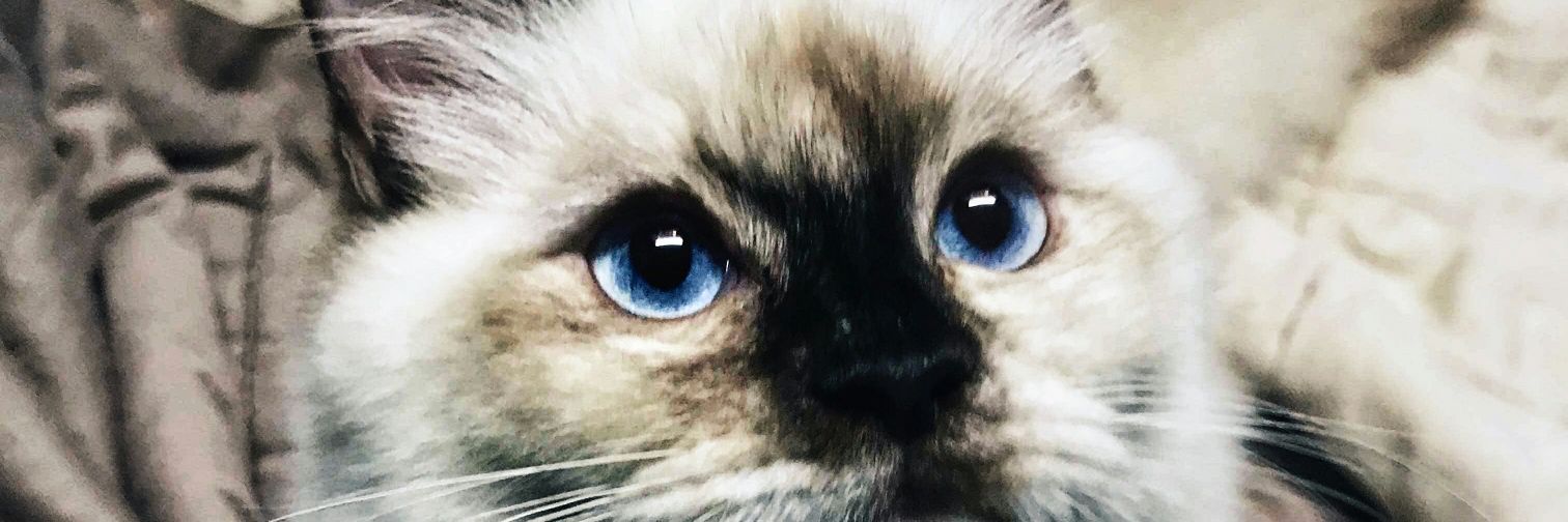 ClaudineCGC's profile banner image