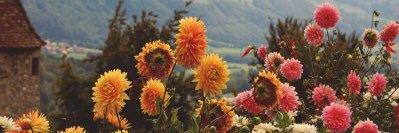 MichelleAv3llan's profile banner image