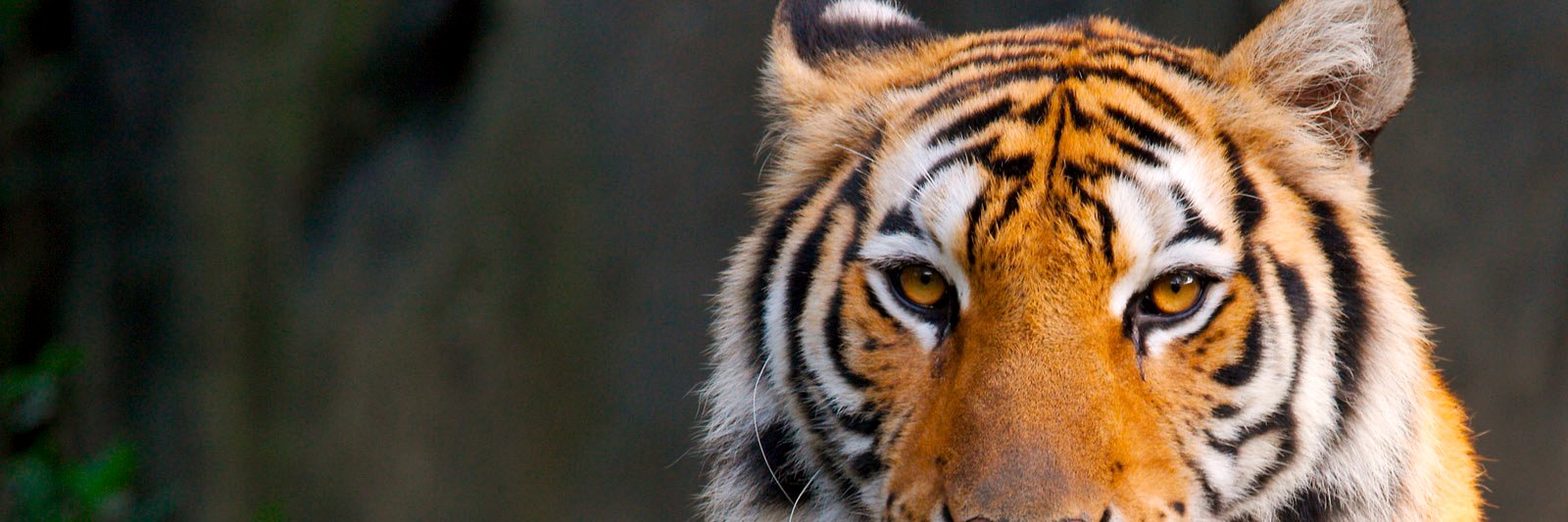 Chris Wittich banner