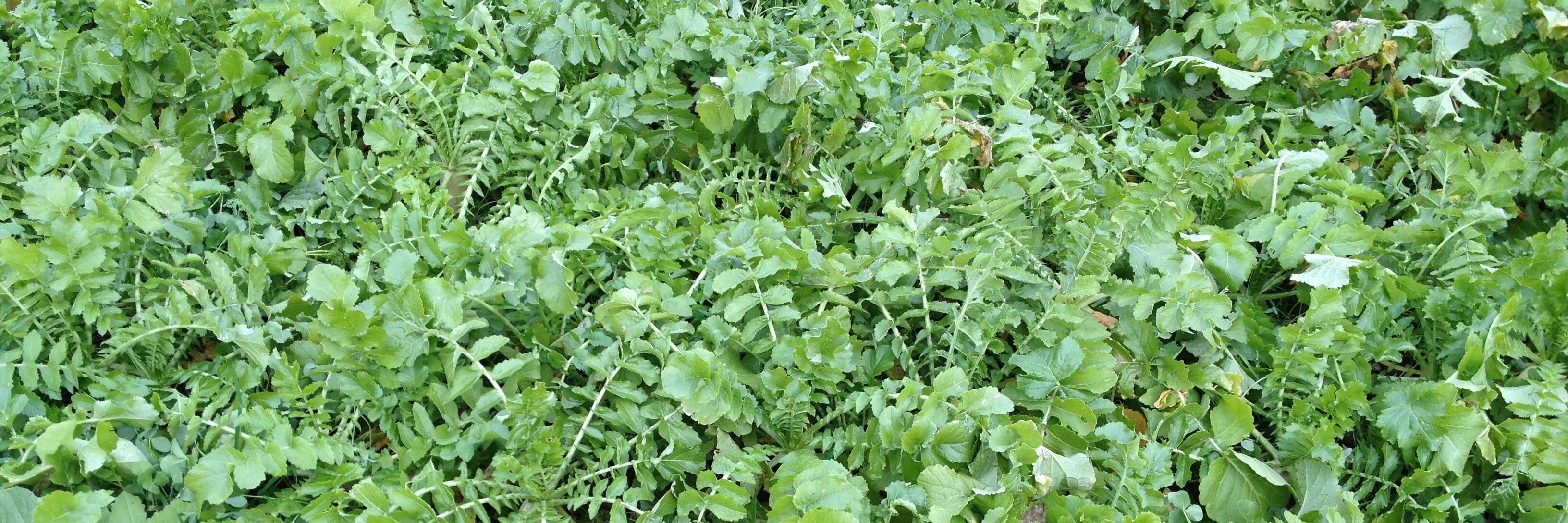 Huron Cover Crops banner