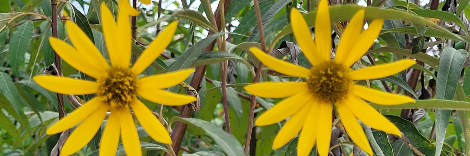 cyndylu61's profile banner image
