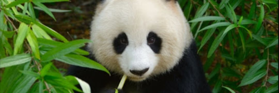 panda0385's profile banner image
