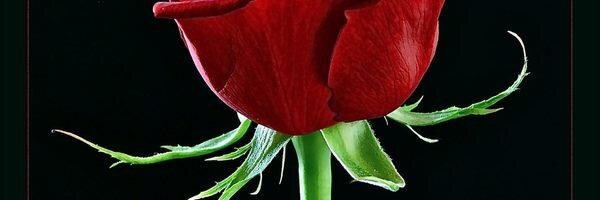 Izumi Fukuchi banner