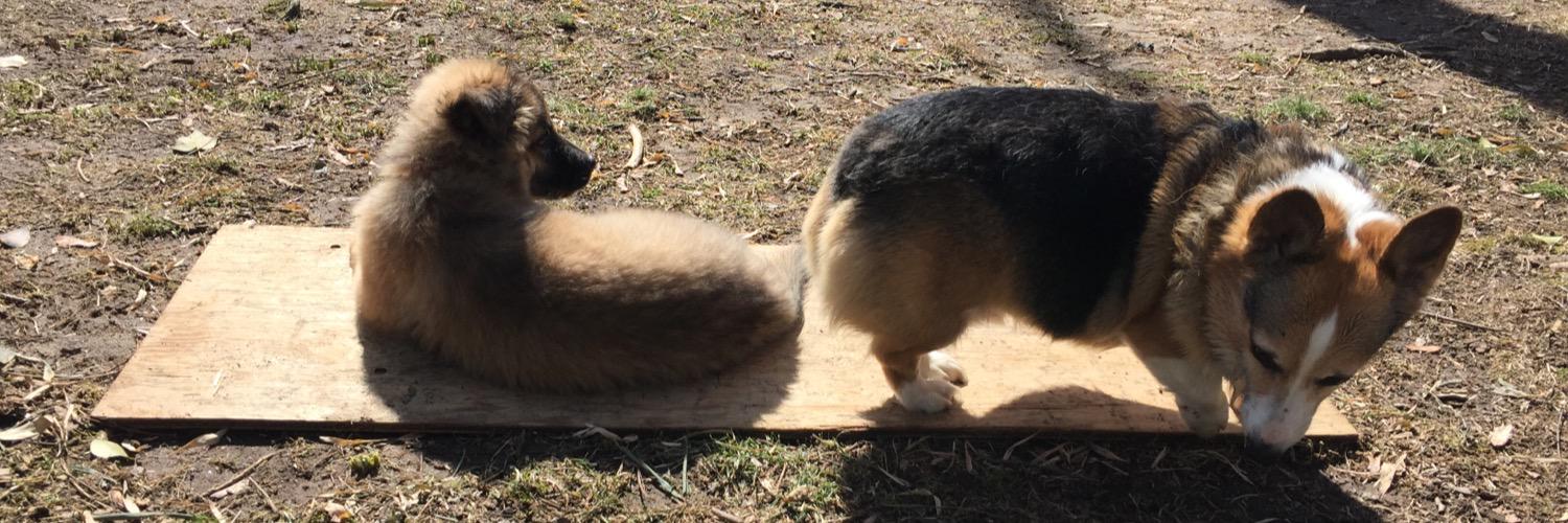 Mitchell Rubin banner