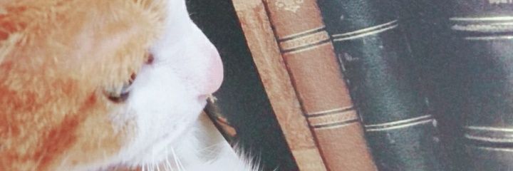 mikeneko52's profile banner image